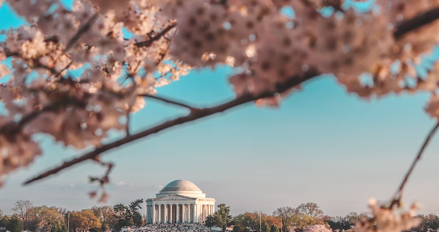 Cherry Blossom Season Tours in East Coast