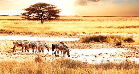 Africa Safari Tours from Nairobi and Moshi