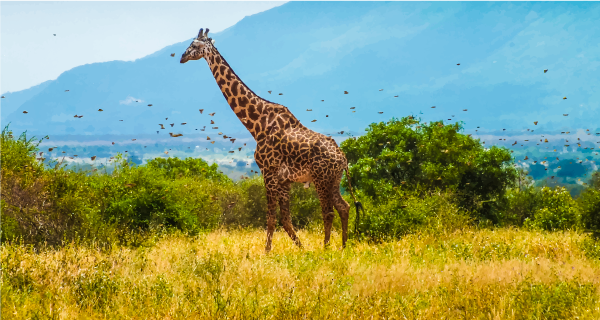 Africa Vacation Packages