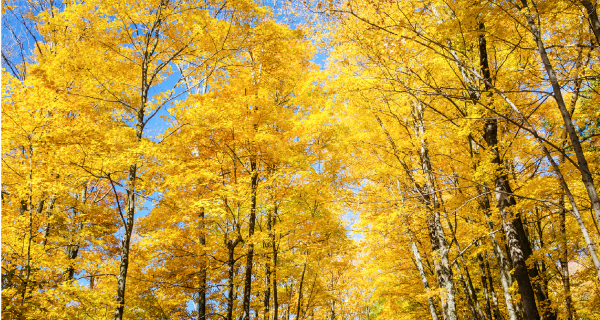 Agawa Canyon Tours from Toronto
