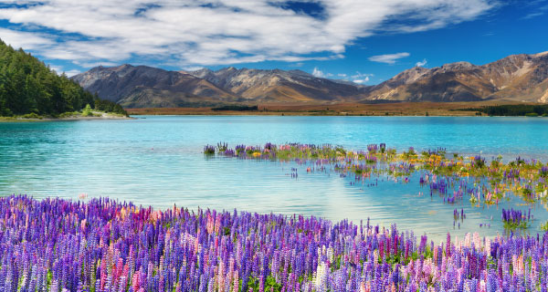 New Zealand Vacation Packages from Auckland