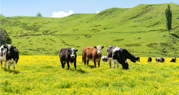 New Zealand Vacation Packages from Auckland