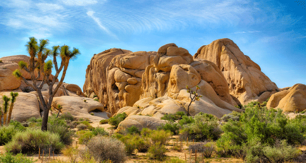 Joshua Tree National Park Vacation Packages