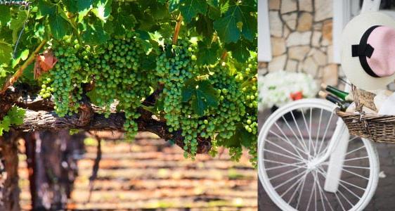 Napa Valley Wine Tours from San Francisco