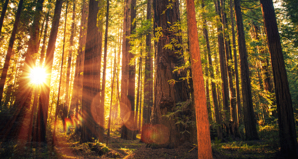 Redwood National Park Vacation Packages